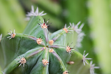 Cacto espinhos
