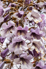 Flowers of Paulownia Tomentosa tree ( Empress, Foxglove Tree). 