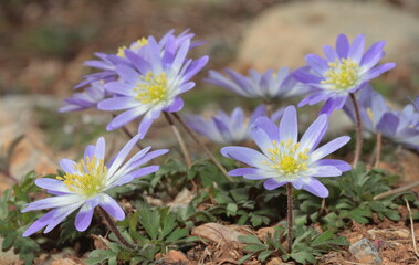 Anemone blanda