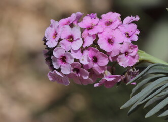 flowers in the wild nature