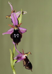 Mediterrain orchids from nature of Taurus mountains