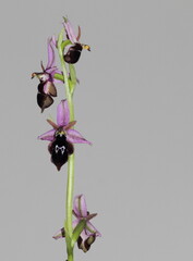 Mediterrain orchids from nature of Taurus mountains