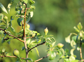 pear, pear fruit, pear fruit on a tree branch, green little pear