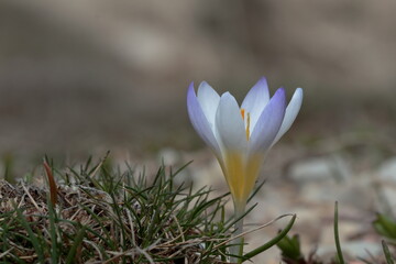 spring crocus flowers