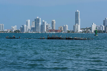 pelicans in the old structure boat under water against city skyline of manga neighborhood in...