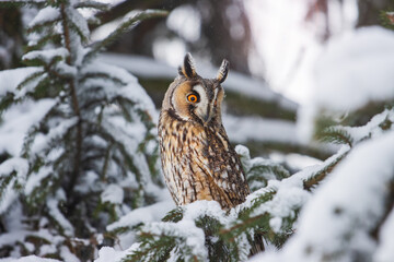 owl opening his eyes among the snow-covered spruce branches