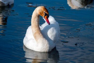 Obraz premium A white majestic swan floats in front of a wave of water. Young swan in the middle of the water. Drops on a wet head.