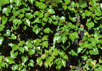 Fondo de hojas verdes primaverales.