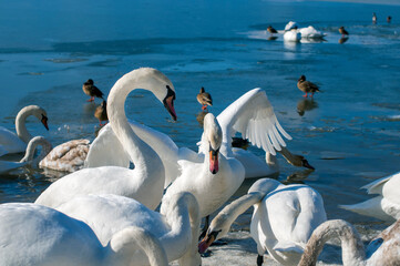 Obraz premium the swan spreads its wings on the shore of the lake under the bright sun