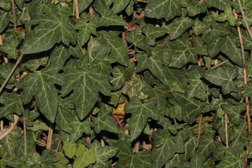 green leaves background