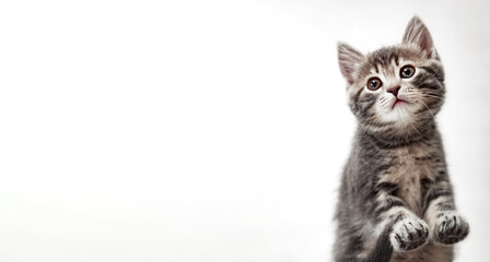 Naklejka na ściany i meble Tabby kitten on white background. Beautiful playful baby cat with paws on white background. Pet animal on long web banner with copy space. Kitten pads view from below