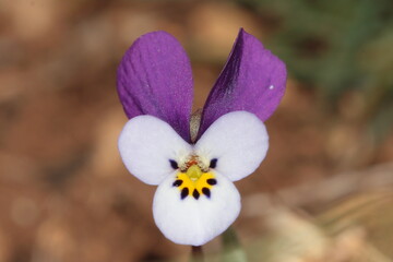 A native and endemic flower from nature -Viola ermenekensis