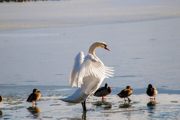 the swan spreads its wings on the shore of the lake under the bright sun