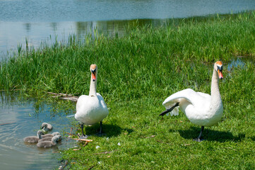 Obraz premium pair of swans with little swans