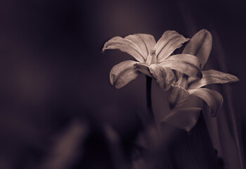 alte gebäude landschaft und tiere in der natur mit bäumen  © Stillstand