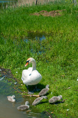 pair of swans with little swans