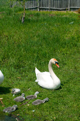 pair of swans with little swans