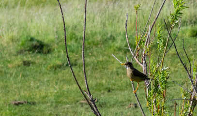 a Patagonian or huilque thrush bird, a species of passerine bird of the family Turdidae, with the scientific name Turdus falcklandii, perched on a tree branch around a lot of vegetation