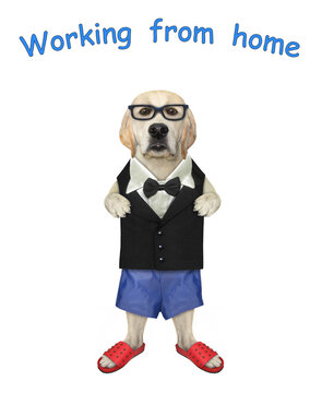 A Dog Labrador Dressed In A Black Suit, Underpants And Sea Slippers Is Working From Home. White Background. Isolated.