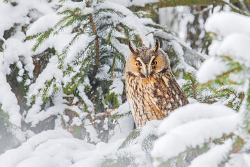 owl sitting among the fir branches