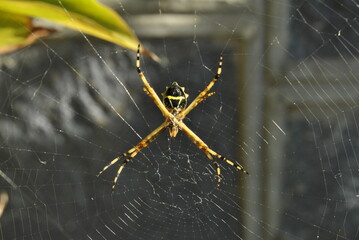 Argiope argentata (