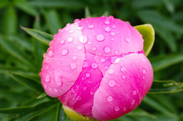 Pink Flower with a Raindrop