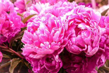 Pink Peony Flowers