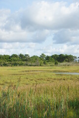 Marsh at South Cape Beach, part of the Waquoit Bay National Estuary Reserve in Mashpee, MA