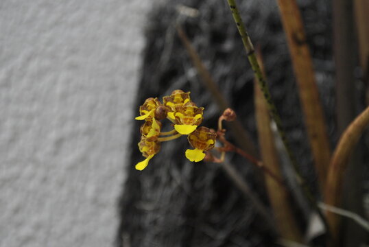 Orquidea Oncidium cebolleta Rabo de lagartijo