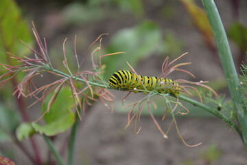 Papilio machaon caterpillar feeding on dill