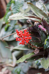 Aechmea fulgens Brongn Coralberry