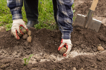 Farmer planting sprouts potatoes in the ground in garden. Growing organic vegetables