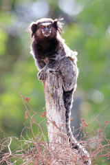 Black-tufted marmoset (Callithrix penicillata) standing on a post in the Brazilian caatinga. Conceição do Coite; Bahia.
