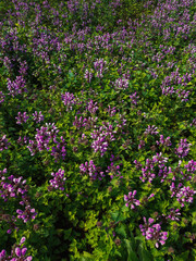 Preciosas flores en primavera, color purpura