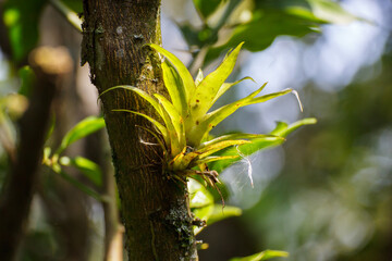 Aechmea caudata Lindm. on tree branch