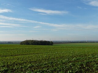 Fototapeta na wymiar Grünes Feld mit Baumgruppe am Horizont