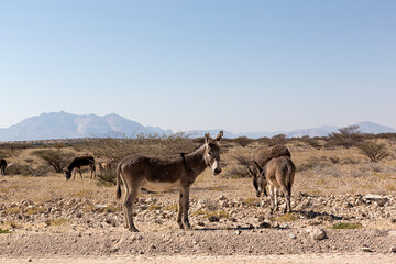 Burros en el campo, África.