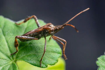 Western Conifer Seed Bug Leptoglossus occidentalis on a green leaf