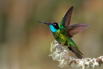 Obraz premium Talamanca (Admirable) Hummingbird - Eugenes spectabilis is large hummingbird living in Costa Rica and Panama. Beautiful green and blue colour, sitting with wide wings and flying