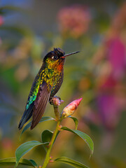 Fiery-throated Hummingbird - Panterpe insignis medium-sized hummingbird breeds only in the mountains of Costa Rica and Panama, orange breast, sitting in the middle of flowers