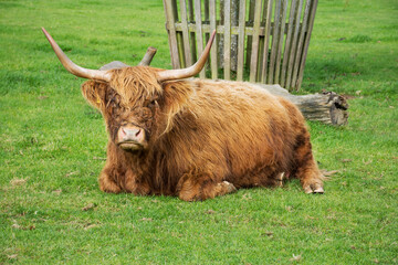 Highland cow lying down on grass