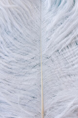 White big bird feather close up isolated with copy space, weightless symbol, fluffy texture