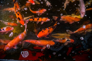 Colorful koi fishes are swimming in the pond.
