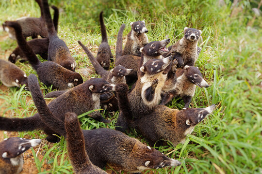 White-nosed Coati - Nasua narica, known as the coatimundi, family Procyonidae (raccoons and relatives). Spanish names for the species are pizote, antoon, and tejon. Long tails up