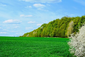 wheat field in spring