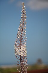 White flower of Eremurus shelford, Malta
