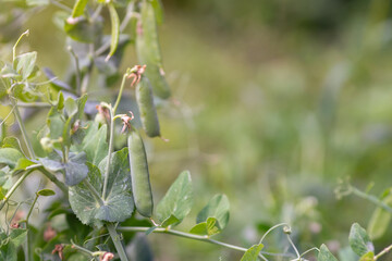 Pods of green peas grow on the garden