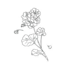 Geranium flower, botanical sketch, outline. Hand drawing ink. Home plants geranium