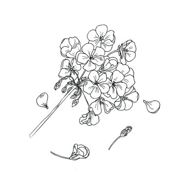 recommend clip art: Geranium flower, botanical sketch, outline. Hand drawing ink. Home plants geranium