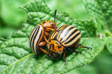 Crop pest, the Colorado potato beetle sits on the leaves of potatoes